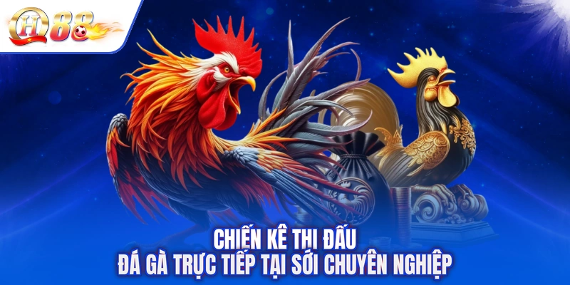 Chiến kê thi đấu đá gà trực tiếp tại sới chuyên nghiệp